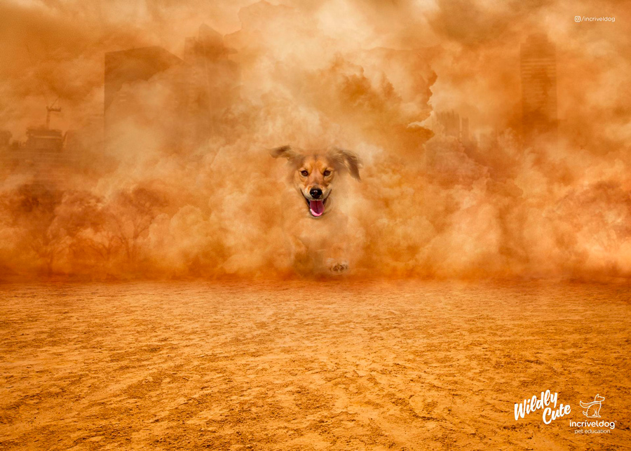 Publicité Incribeldog 2019 chien tempete desert