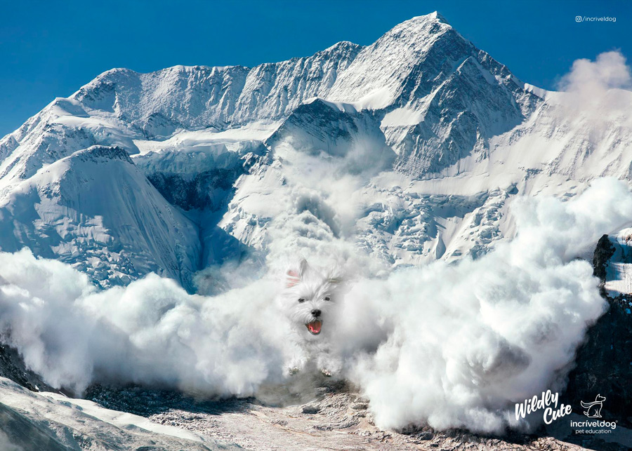 Incribeldog 2019 chien avalanche montagne